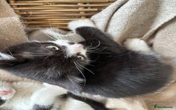 Domestic Shorthair cats for sale: Adorable, friendly playful bicolour kittens - Image 11