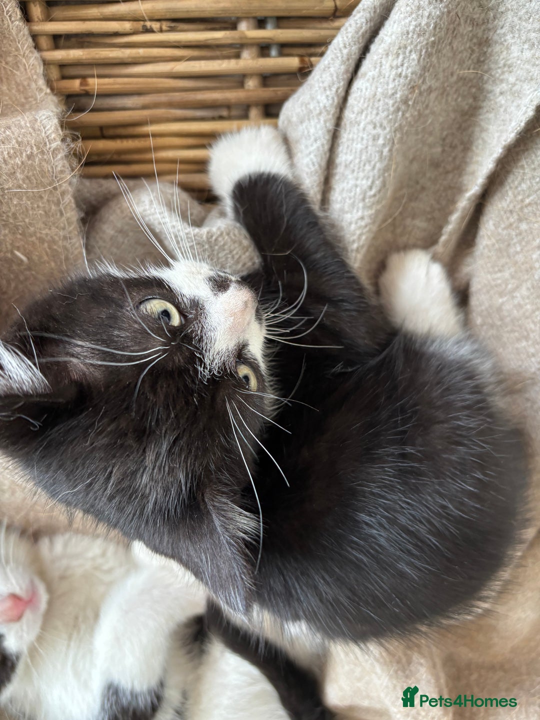 Domestic Shorthair cats for sale: Adorable, friendly playful bicolour kittens - Image 11