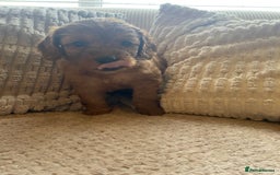 Cockapoo dogs for sale: 1 boy left beautiful teddy bears   - Image 20
