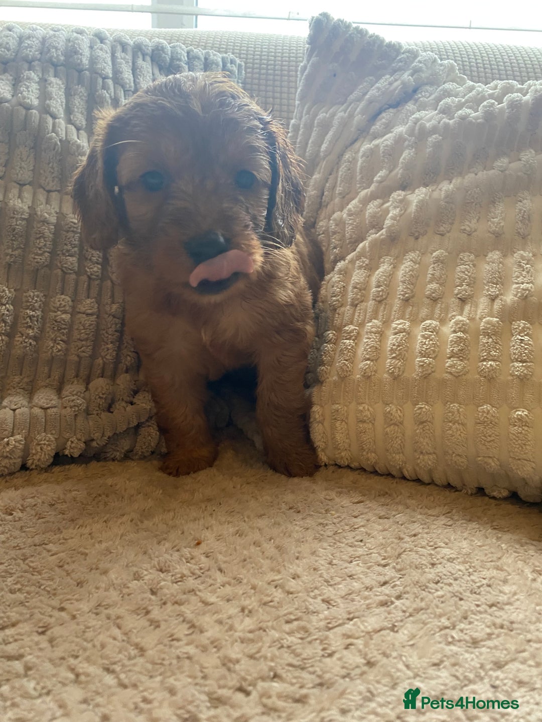 Cockapoo dogs for sale: 1 boy left beautiful teddy bears   - Image 20