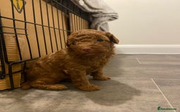 Toy Poodle dogs for sale: Beautiful Toy poodle puppy  - Image 4