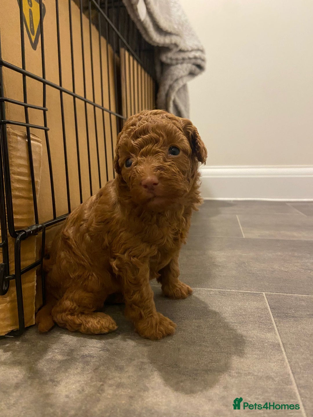 Toy Poodle dogs for sale: Beautiful Toy poodle puppy  - Image 4
