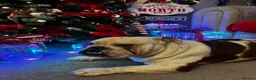English Bulldog dogs for sale: English Bull Dog 18 months old in Tamworth - Advert 1