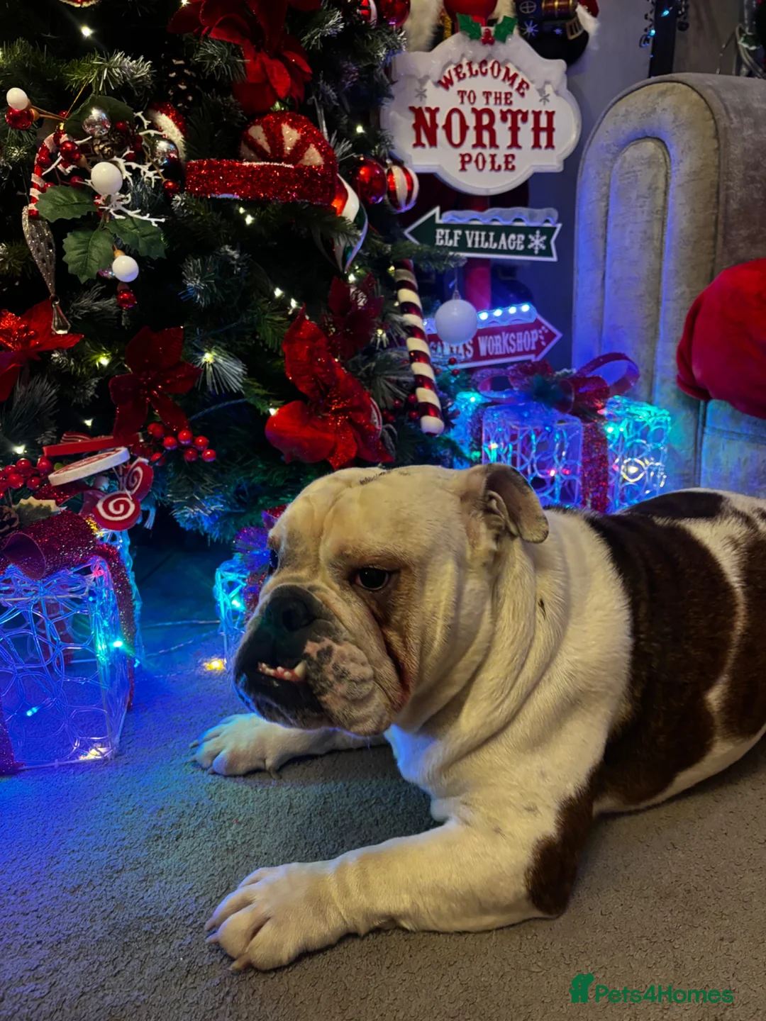 English Bulldog dogs for sale: English Bull Dog 18 months old in Tamworth - Advert 1