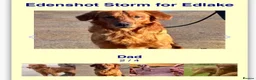 Golden Retriever dogs for sale: Golden retriever pups from health tested parents  - Advert 13