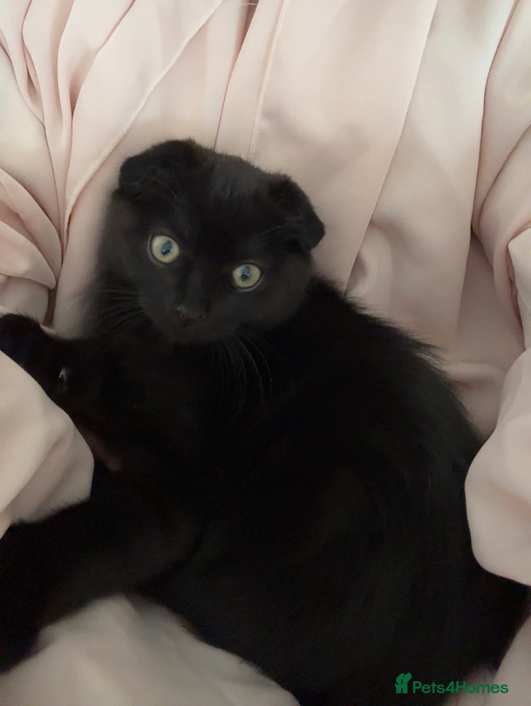 Scottish Fold cats for sale: Scottish fold short hair male  - Advert 3