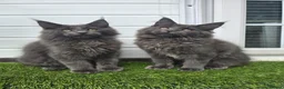 Maine Coon cats for sale: Outstanding gccf pet registered babies  - Advert 6