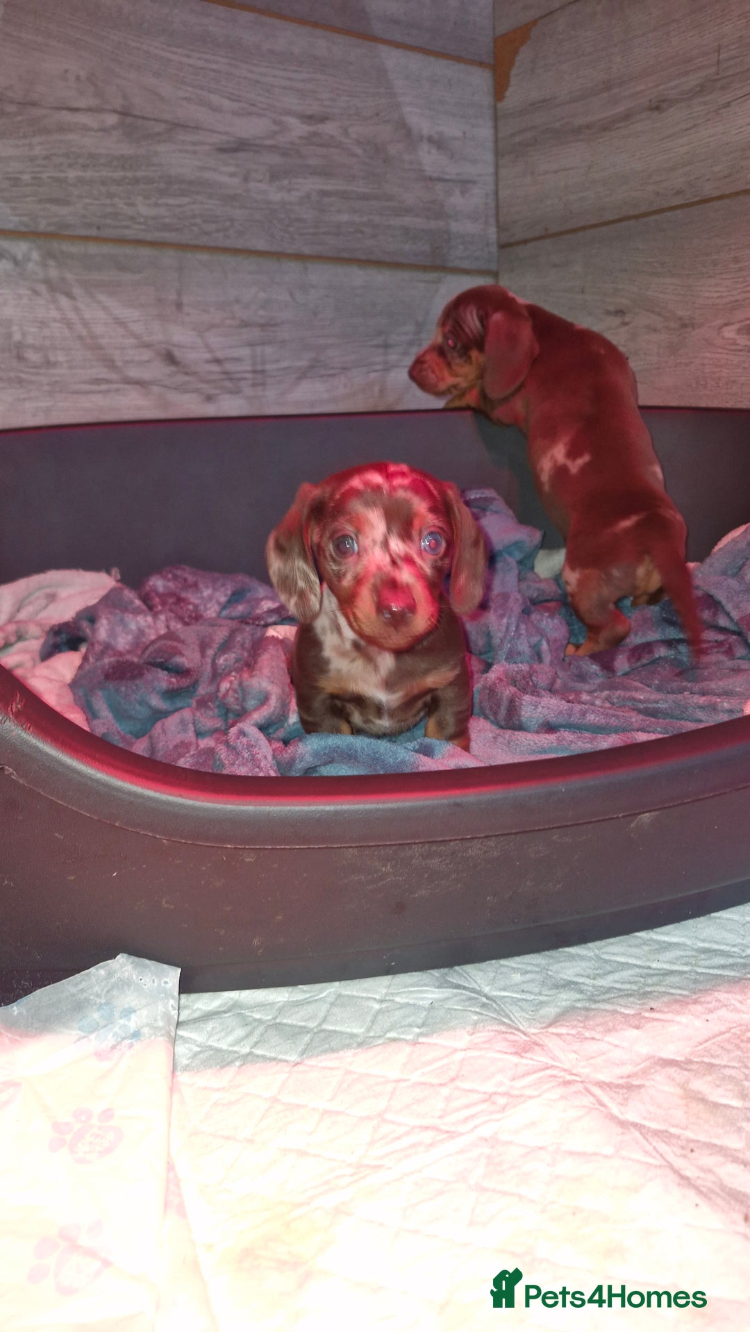 Miniature Dachshund dogs for sale: 3 beautiful mini sausages - Advert 5