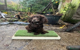 Cocker Spaniel dogs for sale: Working Cocker Pups  - Image 4