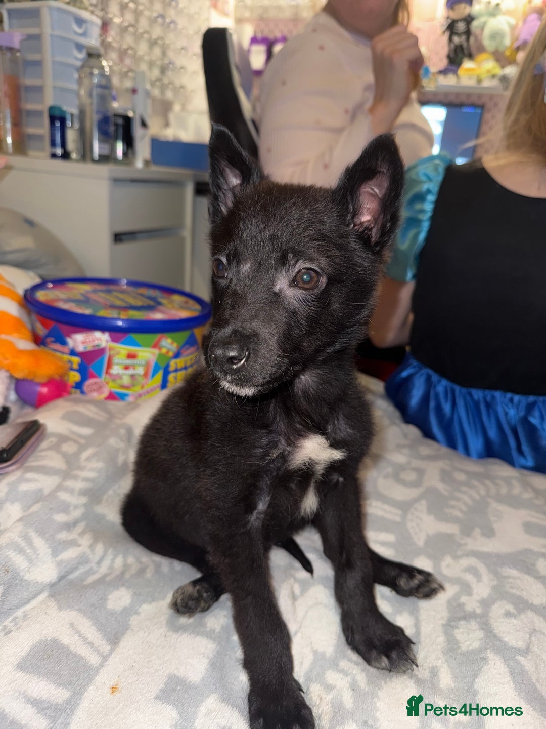 Belgian Shepherd Dog dogs for sale: Young Belgian Mali Boy - Advert 8