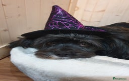 Mixed Breed dogs for sale: Havapoo. Best dogs ever. - Advert 2