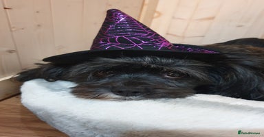 Mixed Breed dogs Havapoo. Best dogs ever. - Advert 4