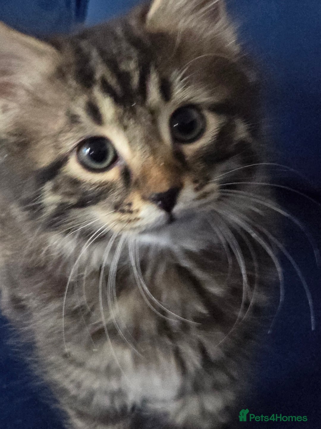 British Longhair cats for sale: Longhaired kittens 1m 1f  - Advert 1