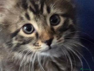 British Longhair cats Longhaired kittens 1m 1f - Advert 3