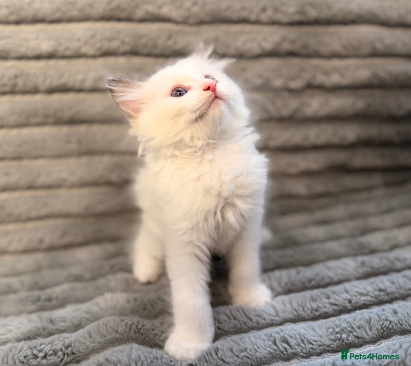 Ragdoll cats STUNNING BICOLOUR RAGDOLL KITTEN 🩵 - Advert 2