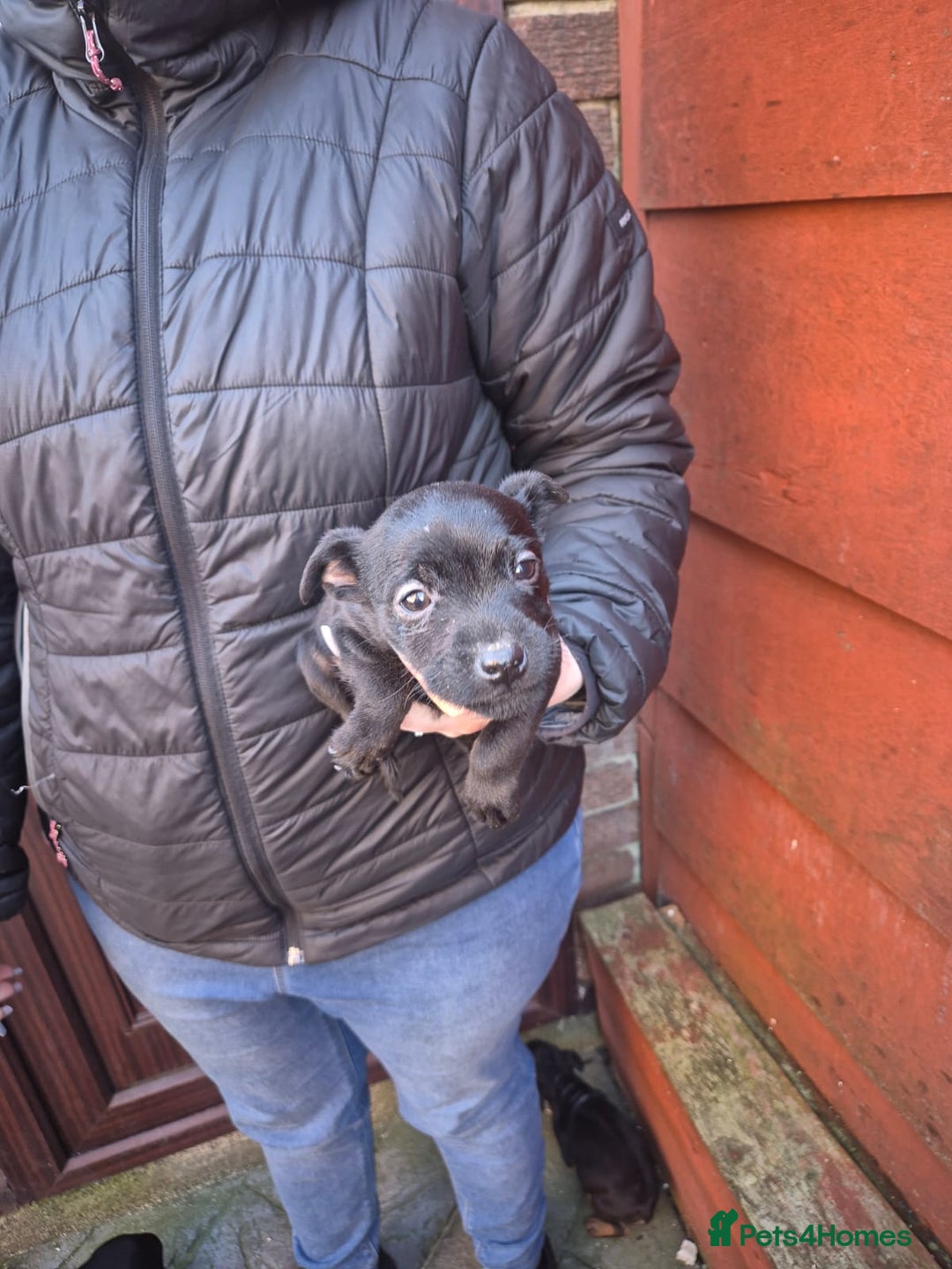 Patterdale Terrier dogs for sale: Patterdale Puppies - Advert 7