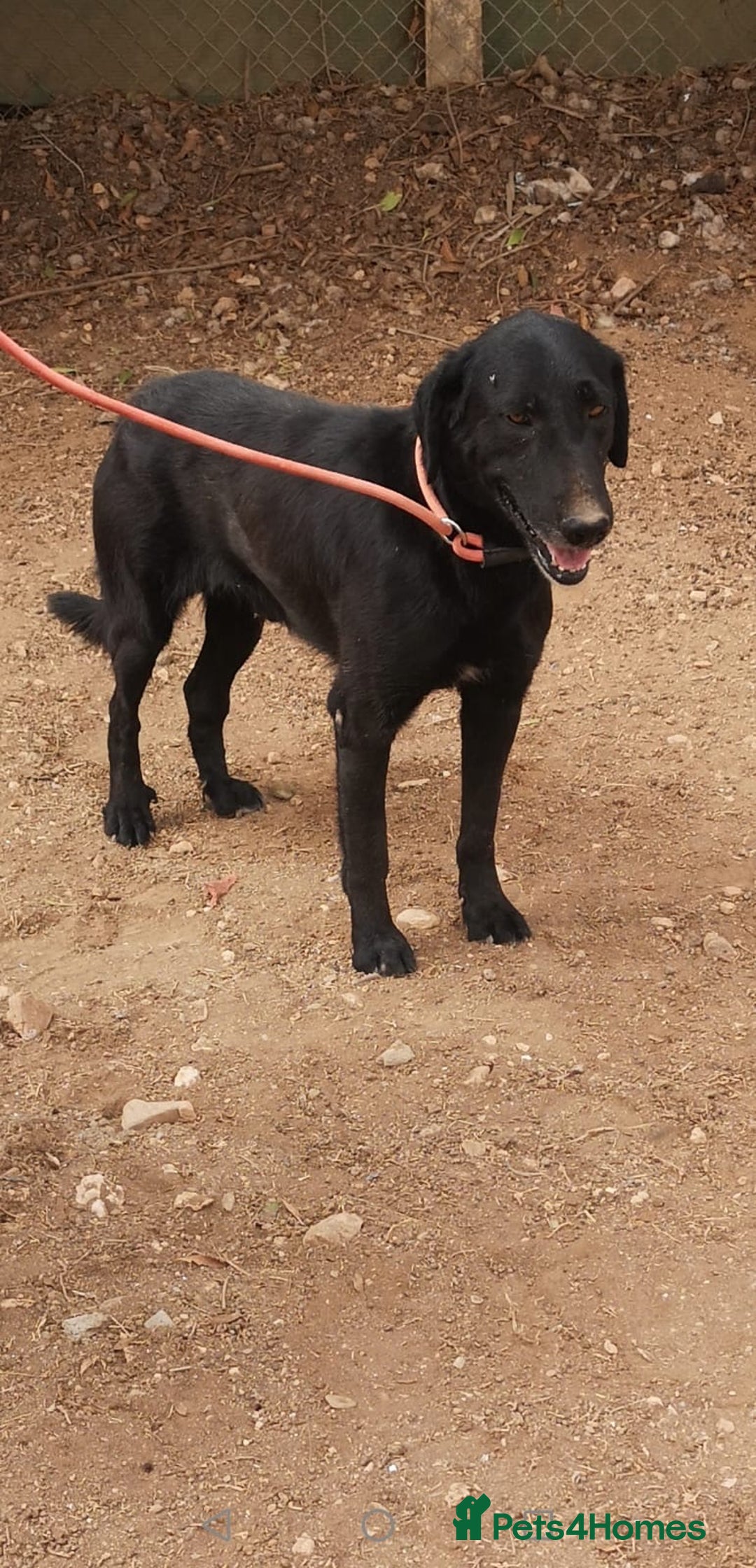 Mixed Breed dogs for adoption: ❤️ Mr Happy Looking For A Home in Hengoed - Image 6