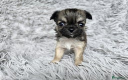 Chihuahua dogs for sale: Beautiful fluffy long haired chihuahuas - Image 34