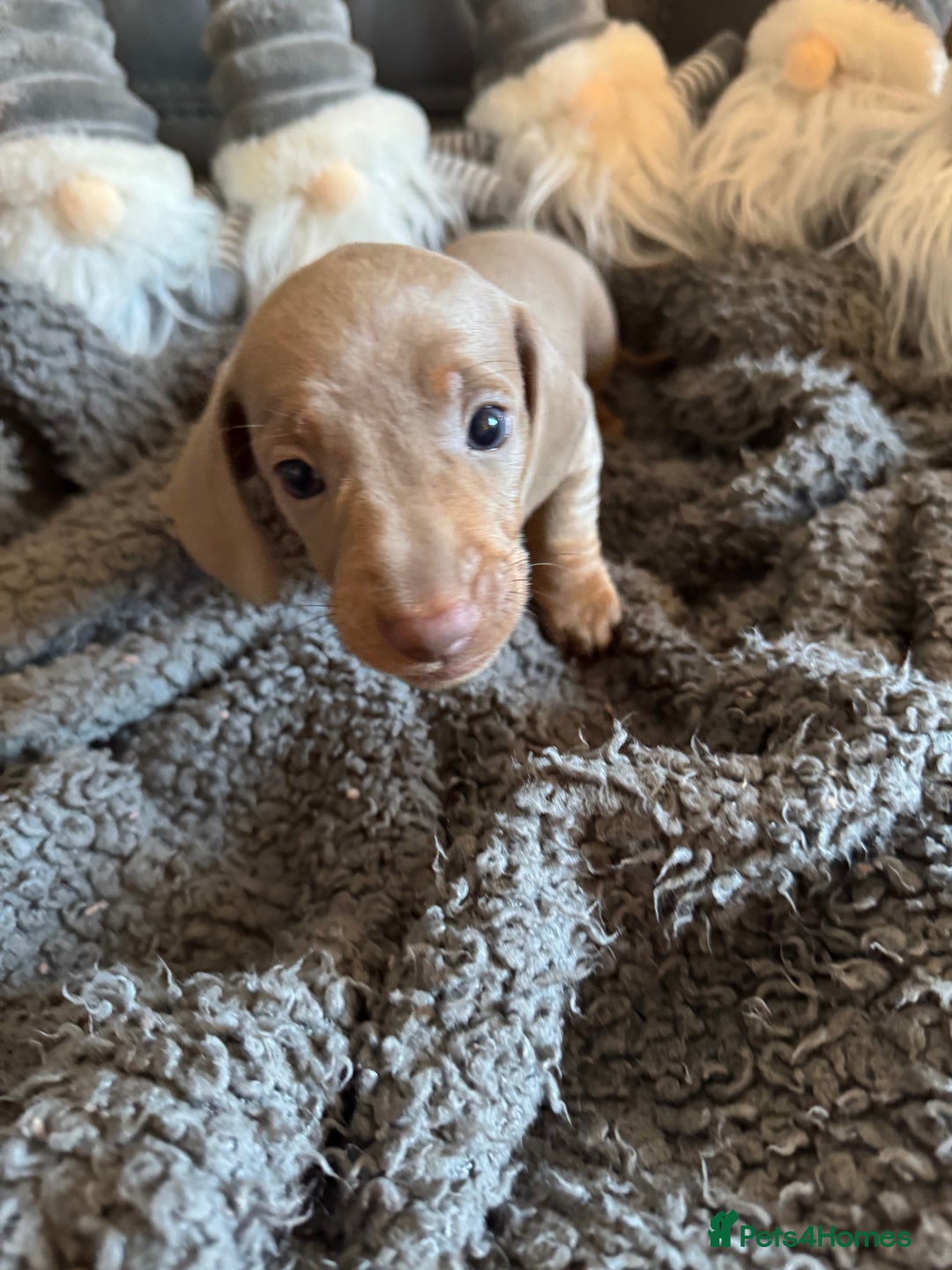 Dachshund dogs for sale: 3 Dachshunds will be ready for  **  - Advert 15
