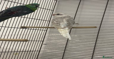 Parakeets birds - Advert 14