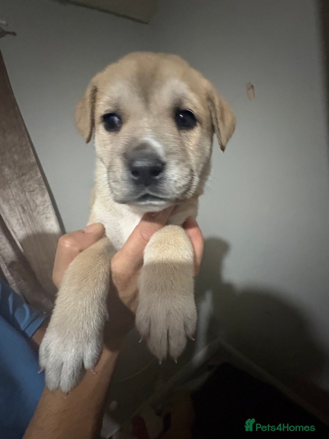 Mixed Breed dogs for sale: american akita  - Advert 26