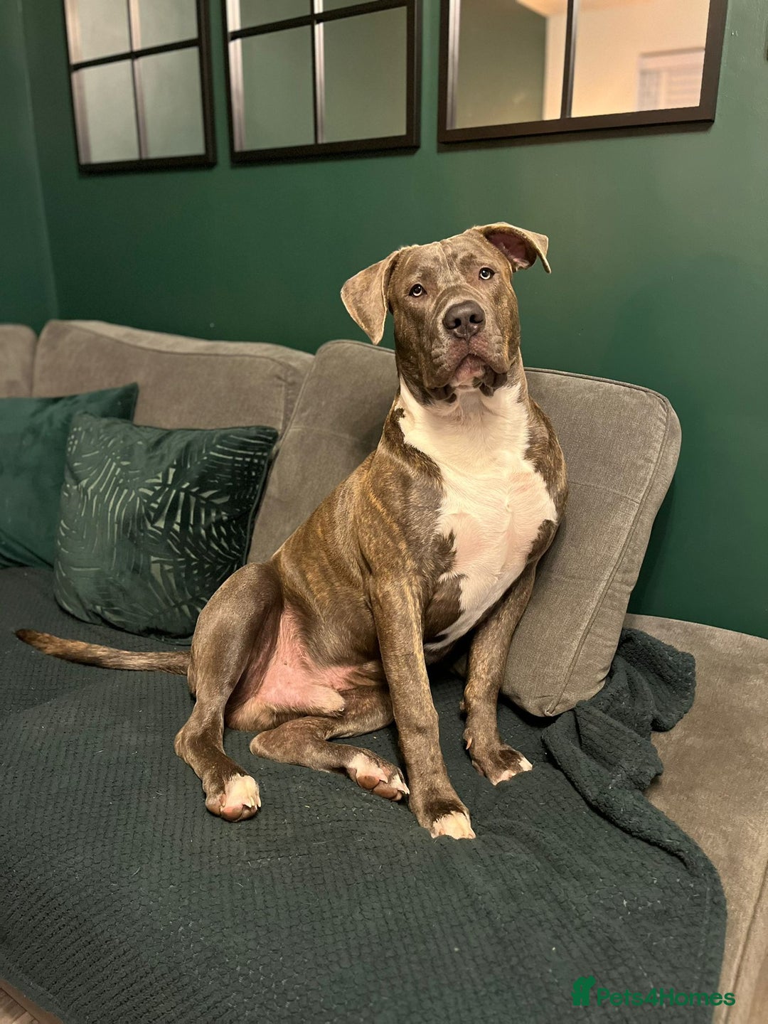 Mixed Breed dogs for sale: Corso/mastiff mix breed - Advert 1