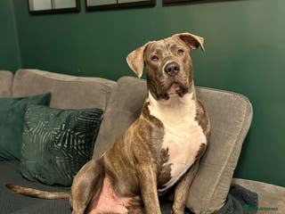 Mixed Breed dogs Corso/mastiff mix breed - Advert 1