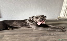 Cane Corso dogs for sale: Cane corso - Image 6