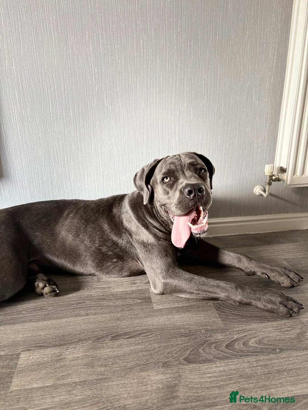 Cane Corso dogs for sale: Cane corso - Image 6