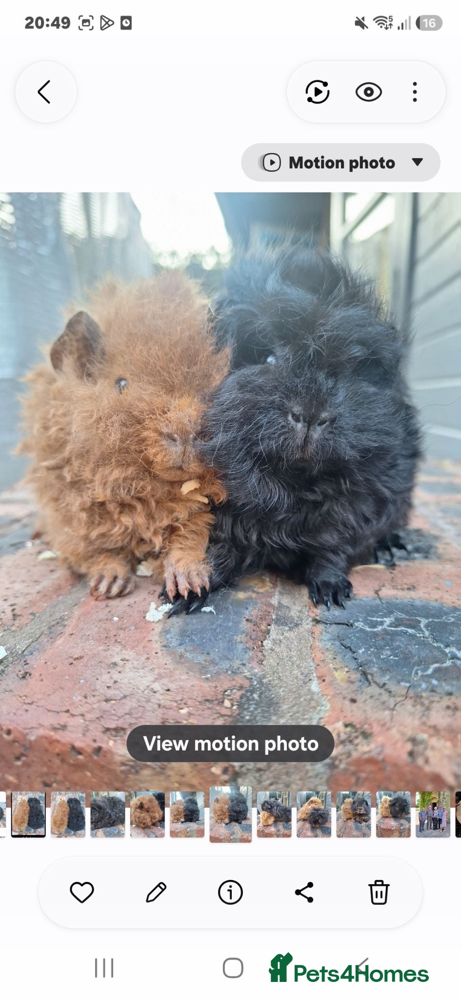 Guinea Pig rodents Pair of Gorgeous super friendly boy guinea pigs - Advert 1