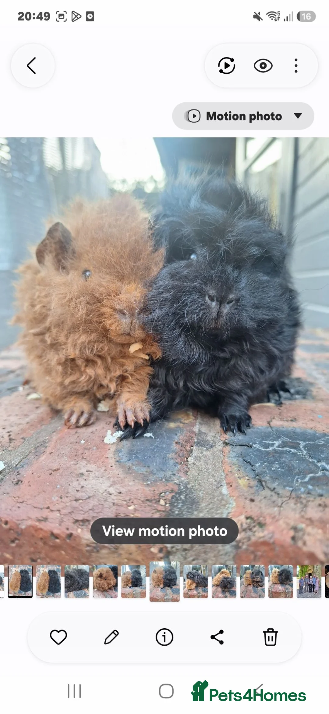 Guinea Pig rodents for sale: Pair of Gorgeous super friendly boy guinea pigs - Advert 1