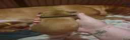 Dogue De Bordeaux dogs for sale: Dogue de bordeaux puppies - Advert 3