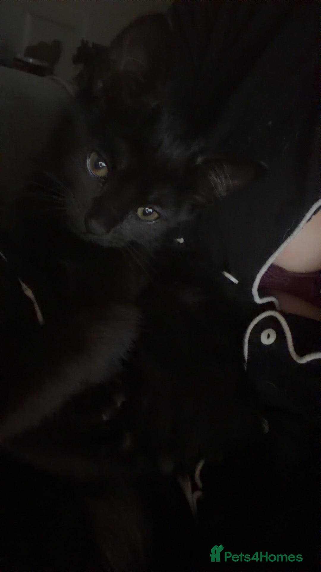 Mixed Breed cats Black cats  - Advert 12