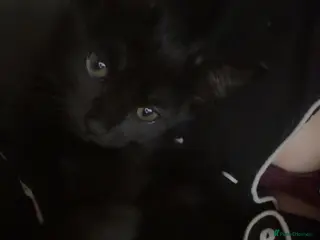 Mixed Breed cats Black cats - Advert 12