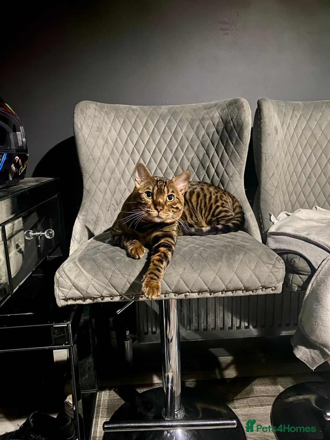 Bengal cats for sale: 2xfemale Bengal kittens tica reg full pedigree  - Advert 5