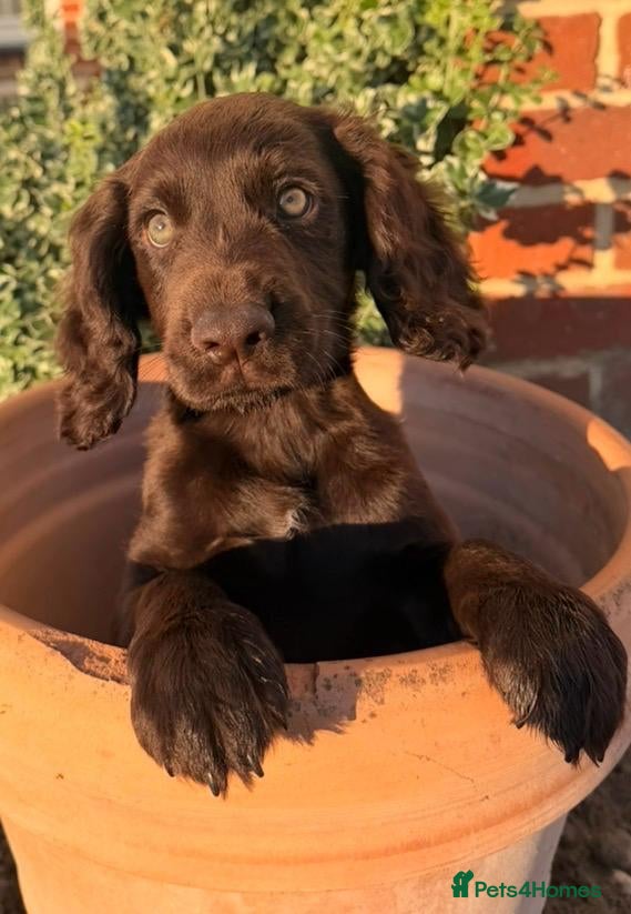 Cocker Spaniel dogs  Cocker spaniel puppies for sale  - Advert 1