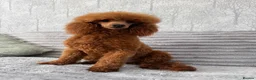 Toy Poodle dogs for stud: Dark Red DNA Health Tested Toy Poodle Stud - Advert 4