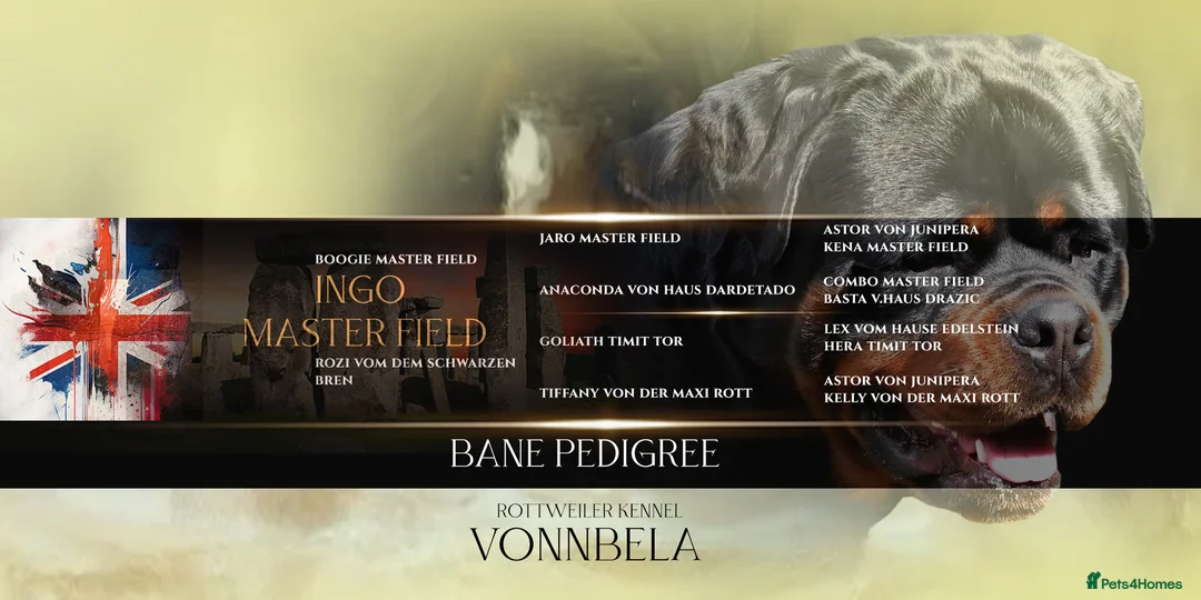 Rottweiler dogs for stud: ABSOLUTELY BEAUTIFUL KC Health Tested *FOR STUD* in Mansfield - Advert 2