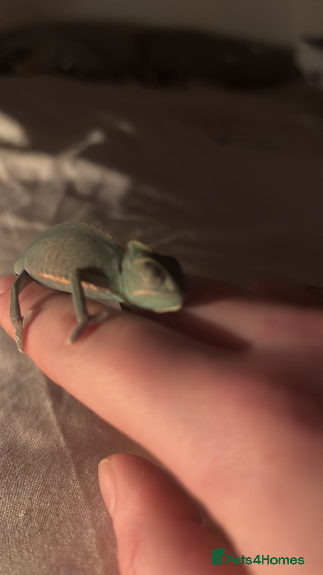 Chameleon reptiles for sale: Chameleon - Advert 1