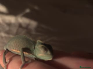 Chameleon reptiles Chameleon - Advert 6