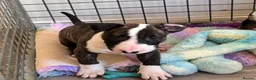 English Bull Terrier dogs for sale: TWO BEAUTIFUL GIRLS READY TO LEAVE  - Advert 5