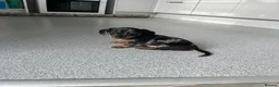 Dachshund dogs for sale: Dapple Dachshund in Hyde - Advert 16