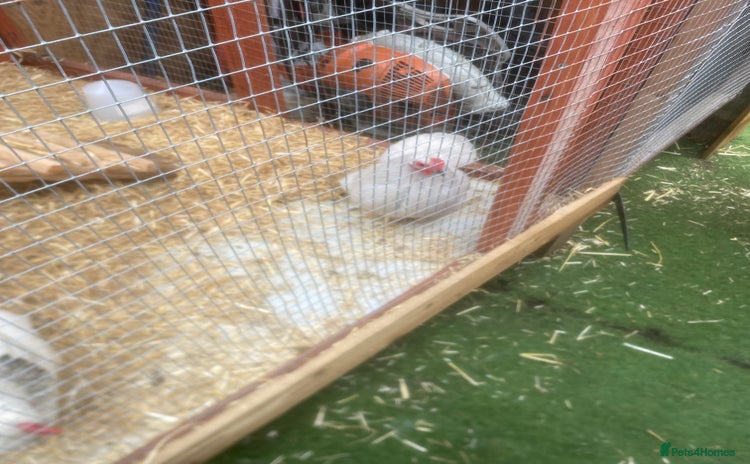 Chickens poultry - Advert 11
