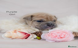 Olde English Bulldogge dogs for sale: Olde english bulldog  - Image 3