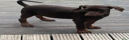 Dobermann dogs for sale: Doberman pups ready now and reduced to £1200  - Advert 3