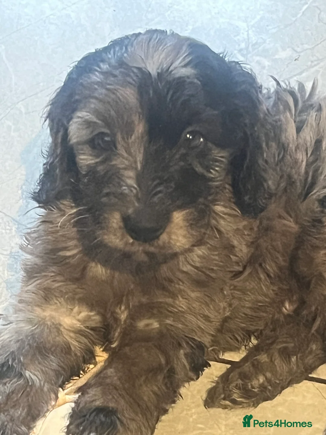 Cockapoo dogs for sale: 6 F1 cockapoo puppies  - Advert 1
