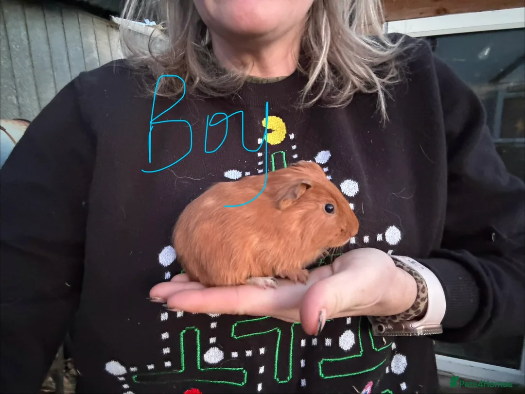 Guinea Pig rodents for sale: 3 baby boys 1 adult boy guinea pigs - Advert 2