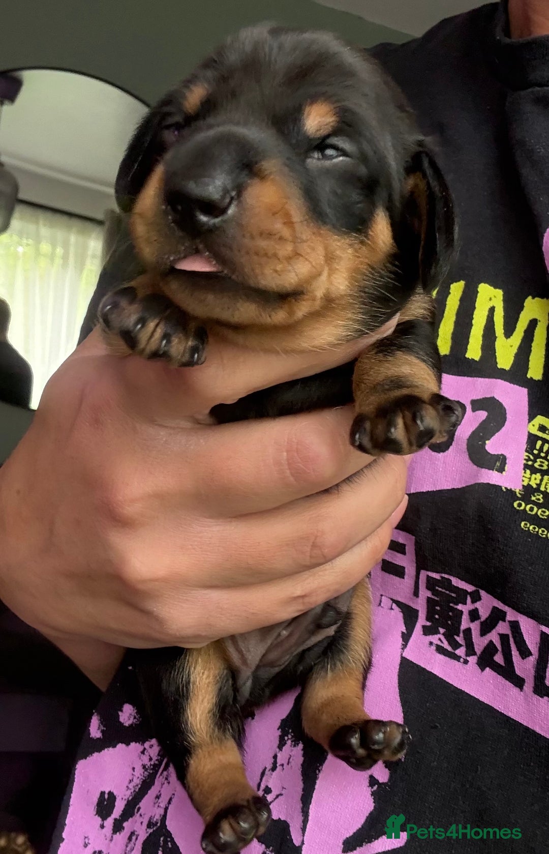 Miniature Dachshund dogs for sale: Miniature dachshund puppies 🐾 - Image 13