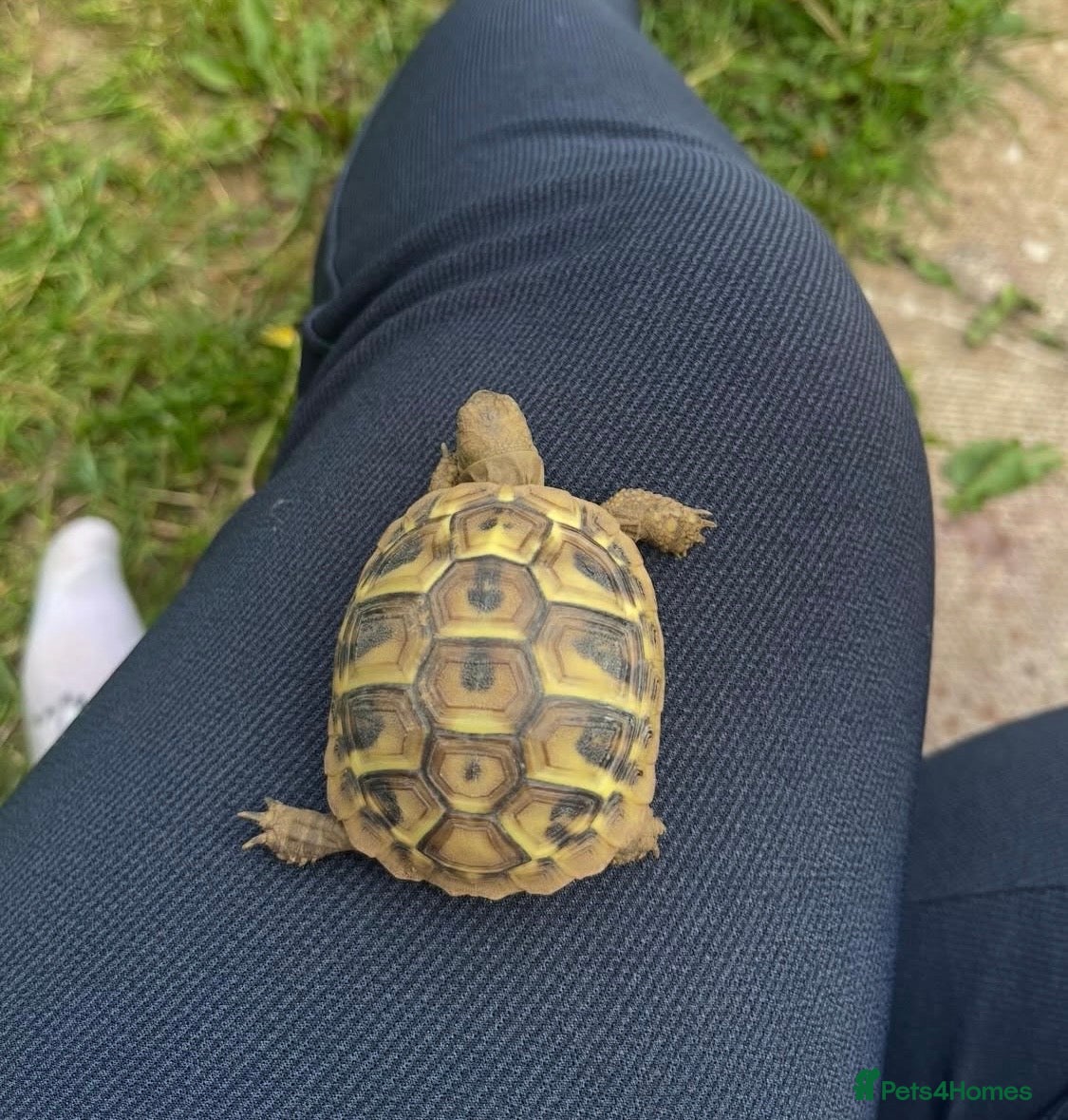 Hermann Tortoise reptiles Hermann tortoise for sale  - Advert 1