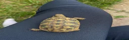 Hermann Tortoise reptiles for sale: Hermann tortoise for sale  - Advert 1